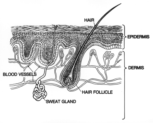 Skin Cross Section