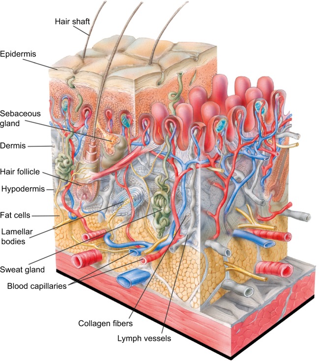 Skin Cross Section color