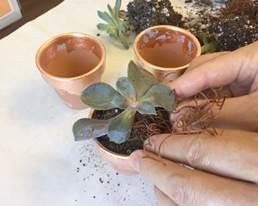 SeppLeaf DIY GildedRoseGoldWeddingFavorSucculents_Page4_Image2