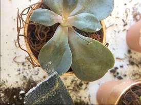 SeppLeaf DIY GildedRoseGoldWeddingFavorSucculents_Page4_Image3