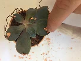 SeppLeaf DIY GildedRoseGoldWeddingFavorSucculents_Page4_Image4